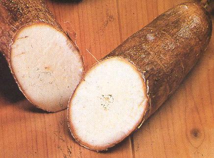 manioc