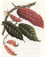 cacaoyer
